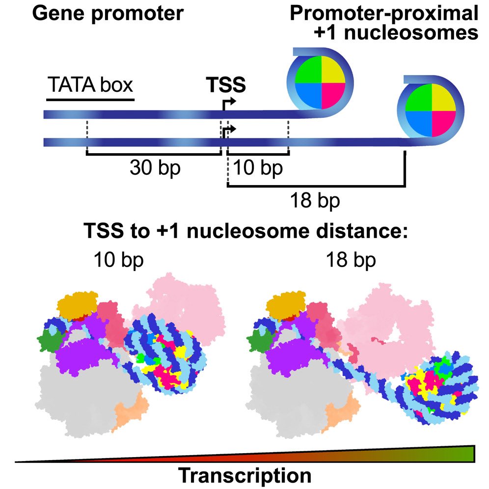 JAbrilGarrido's tweet photo. A promoter-proximal +1 nucleosome meets the human RNA polymerase II pre-initiation complex (PIC), and it does so in various ways! Happy to finally see the bulk of my PhD thesis at @mpi_nat @CramerLab out online in @MolecularCell. A sneak peek below (1/n)
 https://t.co/cK7v26Lg74 https://t.co/tgPWhVPHYK