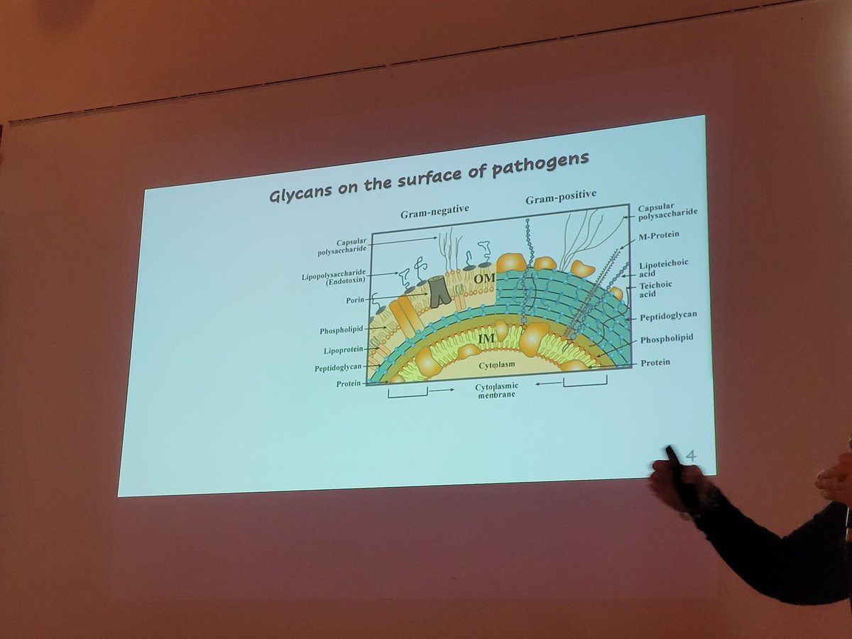 NMRLabCordoba's tweet photo. "DESAFÍOS EN LA IDENTIFICACIÓN DE ANTÍGENOS POLISACARÍDICOS DE BACTERIAS GRAM-NEGATIVAS: EMPLEO DE ESPECTROSCOPÍA DE RMN COMO MÉTODO DE ANÁLISIS ALTERNATIVO PARA COMPLEMENTAR ESTUDIOS EPIDEMIOLÓGICOS EN URUGUAY" con @fontanamalan @Paysandu_Udelar #VTARM #Biomacromolecules #NMR https://t.co/mwqfmksCrf