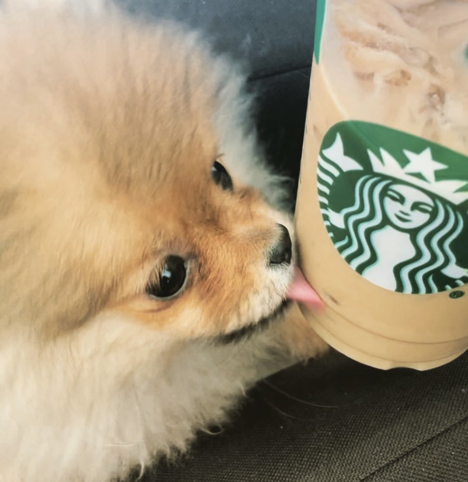 Ragekitty0's tweet photo. Hey yo @Starbucks take my puppy for an ad. Iced coffee cup lickin' good. #Starbucks #Icedlatte #Pomeranian #Pomeranianpuppy #revengeofthefifth https://t.co/NQjKTy5RQm