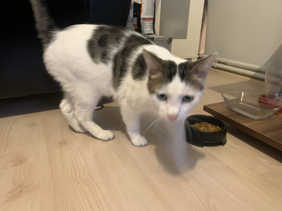 Elden ele şu tatlışın sahibini bulsak şahane olur, Yeldeğirmeni Aziziye hamamı civarında bize sığındı, ancak evdeki diğer iki kedi ile anlaşamıyor.