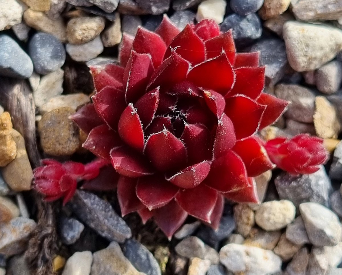 SeraRumble's tweet photo. Recently admitted whilst watching @GWandShows that I don't 'get' gardening. Then  decided to do something about it. Chose 1 species of plant that made me smile &amp; got stuck in. Now my Houseleeks are spreading the love and offering hugs! https://t.co/q3a9aw1wUK