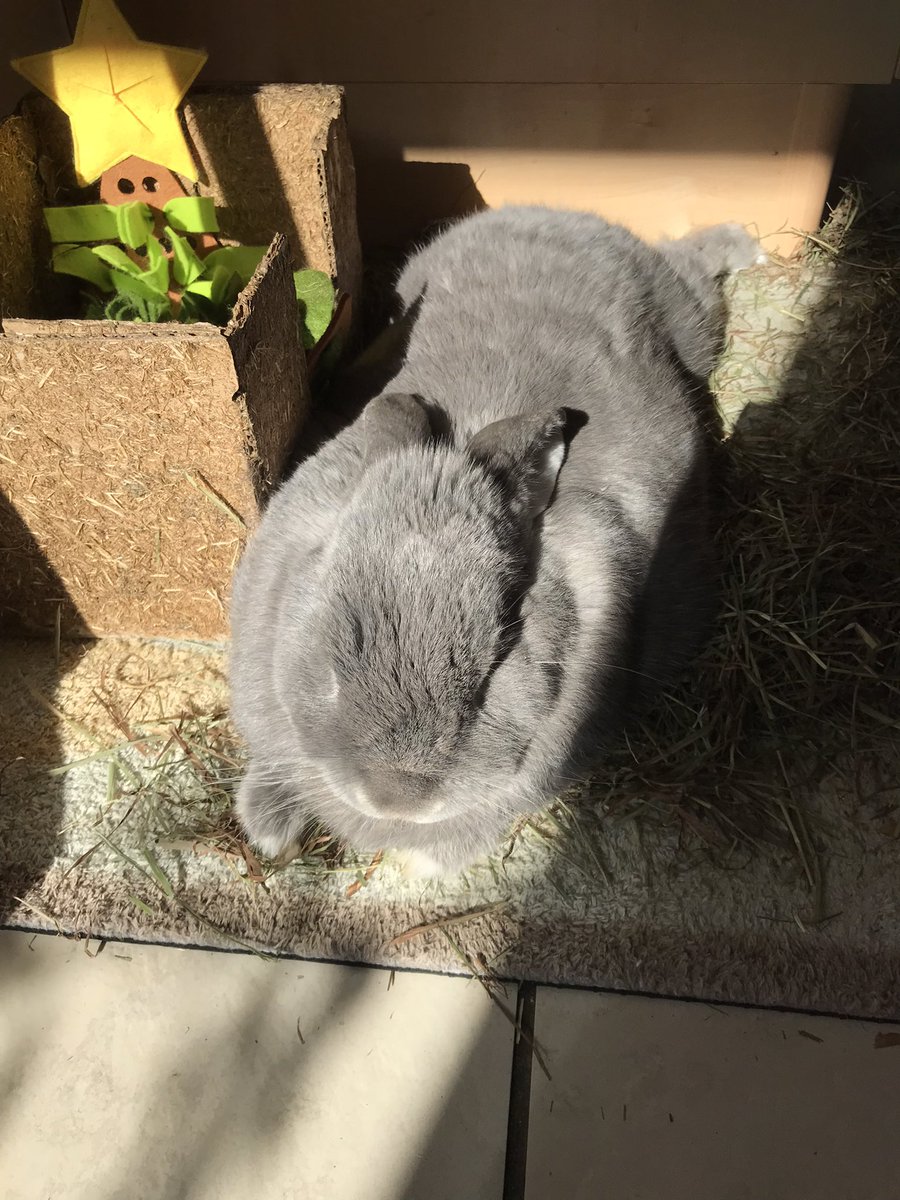 I’s jussd fits in my’s sun puddle #rabbits #bunnies #rabbitsoftwitter #cute #sunbathing #bunob #thatfridayfeeling #pets