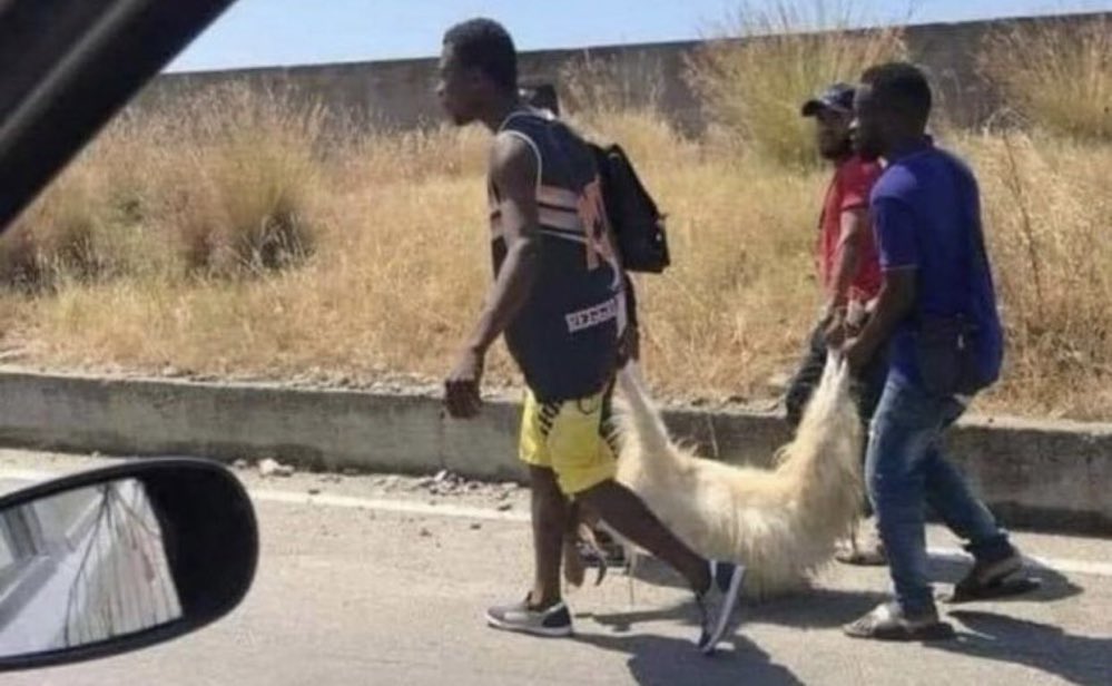 Dr.Architect on Twitter "Europe !!! Migrants kill pet dogs and consume