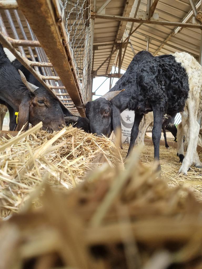 AcceptTchad's tweet photo. Des petits ruminants seront soumis à un régime à base de la plante fourragère Maralfalfa uniquement et ce pendant 45 jours afin de mesurer son apport réel dans la croissance des animaux soumis à l'expérience.
#alimentationanimale
#elevage
#pastoralisme
@UEauTchad @Cirad https://t.co/xpiGDYKuZr