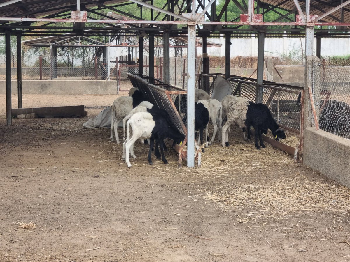 Des petits ruminants seront soumis à un régime à base de la plante fourragère Maralfalfa uniquement et ce pendant 45 jours afin de mesurer son apport réel dans la croissance des animaux soumis à l'expérience.
#alimentationanimale
#elevage
#pastoralisme
<a href="/UEauTchad/">L'UE AU TCHAD 🇪🇺</a> <a href="/Cirad/">Cirad</a>