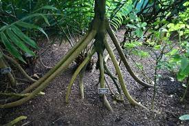 arboles_magicos's tweet photo. ¿Las plantas no se mueven?...¿en serio?
Pues si, se mueven.
Socratea exorrhiza se sostiene sobre sus raíces. Cuando siente falta de nutrientes en el pobre suelo de la selva lanza otras más lejos, deja morir las anteriores y cambia la posición.
Los árboles son mágicos. https://t.co/mvSlJwHmx6