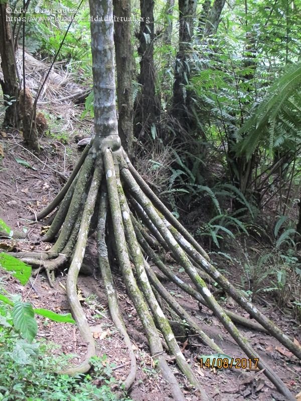 arboles_magicos's tweet photo. ¿Las plantas no se mueven?...¿en serio?
Pues si, se mueven.
Socratea exorrhiza se sostiene sobre sus raíces. Cuando siente falta de nutrientes en el pobre suelo de la selva lanza otras más lejos, deja morir las anteriores y cambia la posición.
Los árboles son mágicos. https://t.co/mvSlJwHmx6