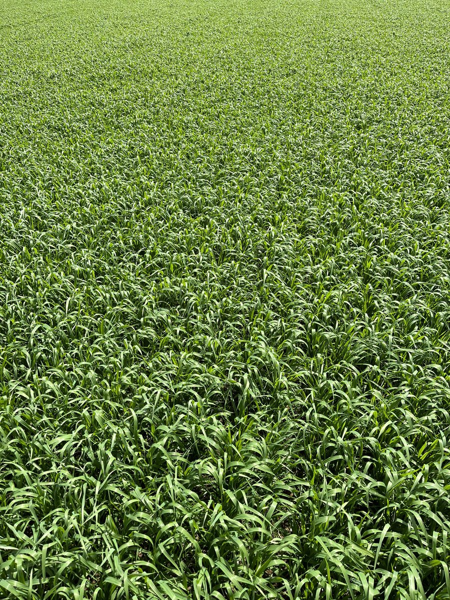 Early March crop of Isabelle spring oats looking very impressive. Nutrition has been a key feature to date with trace elements tailored early in play. Crop now ready for its T1 fungicide and 1st PGR.