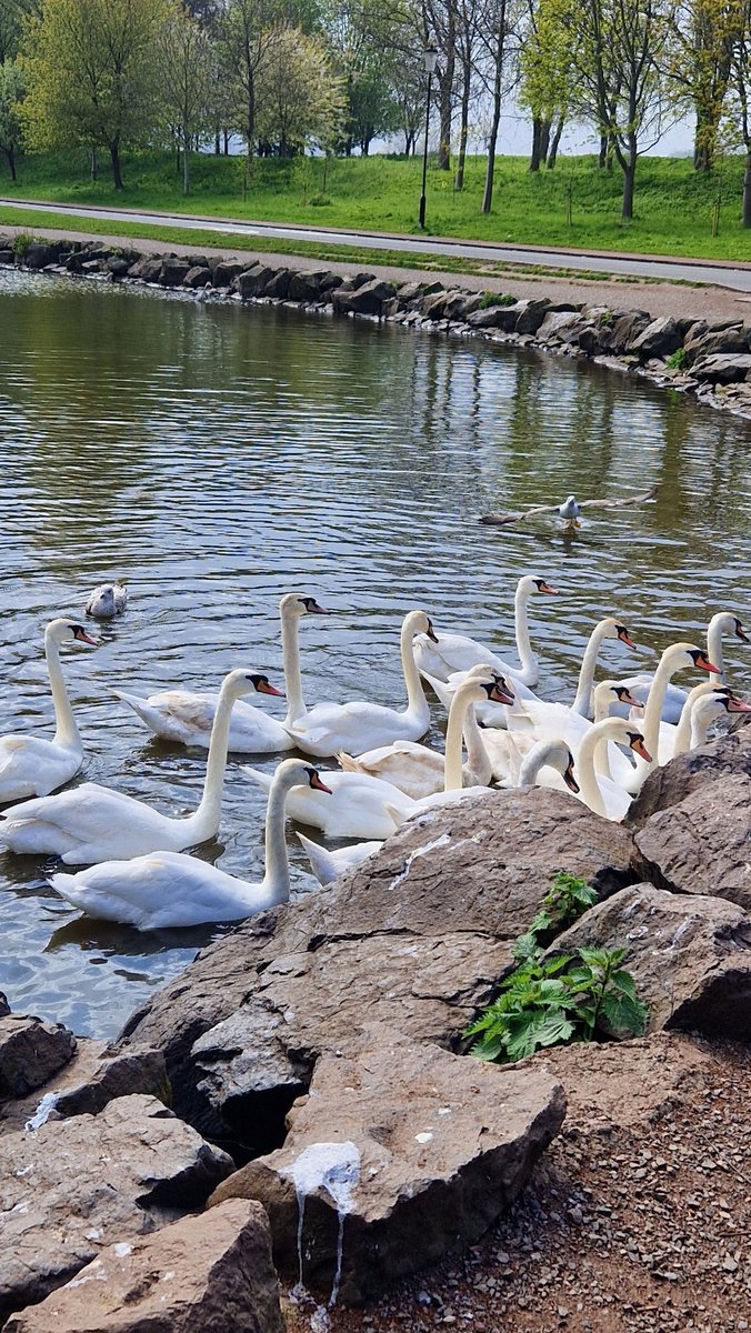 <a href="/swanoclocknews/">The Swan O'Clock News</a> 
1 - nest at Craiglockhart 
2 - nest at Blackford 
3 - cob at Blackford
4 - teenage gang at Queens Park
🦢🦢🦢