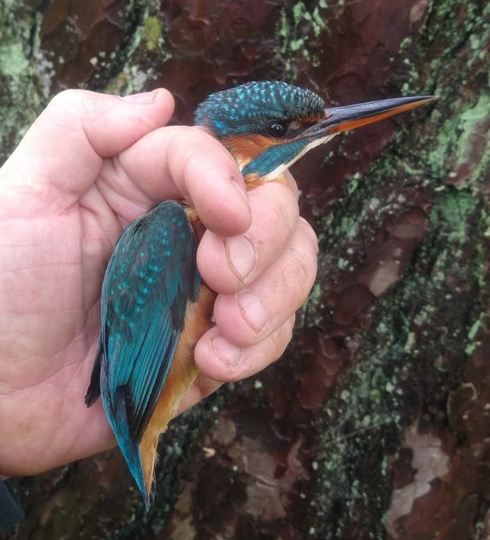 Sam Bayley (@sambayley2) on Twitter photo First <a href="/_BTO/">BTO</a> CES ringing survey at Killarney NP today. A decent start with 23 birds of 12 species, highlights being 4 Reed Bunting, 2 Treecreeper and a female Kingfisher. No Sedge Warblers yet, but often late arriving @npwsBioData <a href="/roisin765/">Róisín Towe</a> <a href="/_EURING/">EURING</a> <a href="/KerryBirdNews/">Kerry Bird News</a> <a href="/BirdWatchIE/">BirdWatch Ireland</a> First <a href="/_BTO/">BTO</a> CES ringing survey at Killarney NP today. A decent start with 23 birds of 12 species, highlights being 4 Reed Bunting, 2 Treecreeper and a female Kingfisher. No Sedge Warblers yet, but often late arriving @npwsBioData <a href="/roisin765/">Róisín Towe</a> <a href="/_EURING/">EURING</a> <a href="/KerryBirdNews/">Kerry Bird News</a> <a href="/BirdWatchIE/">BirdWatch Ireland</a>