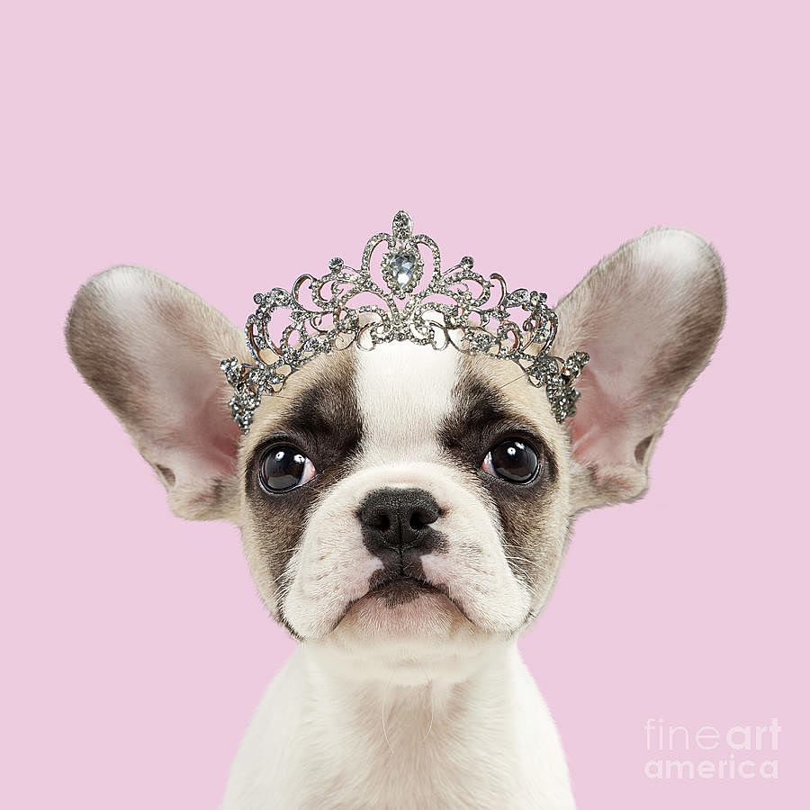 #FurryFriday: 
#Coronation #KingCharlesIII 
#KingCharlesCoronation #RoyalFamily #Royals #Royalty #Crown #Tiara #King #Queen #Prince #Princess #Dog #Dogs #DogsInCostumes #FrenchBulldog #Frenchie #Puppy #FrenchBulldogPuppy #FrenchiePuppy - Photo by Jean-Michel Labat