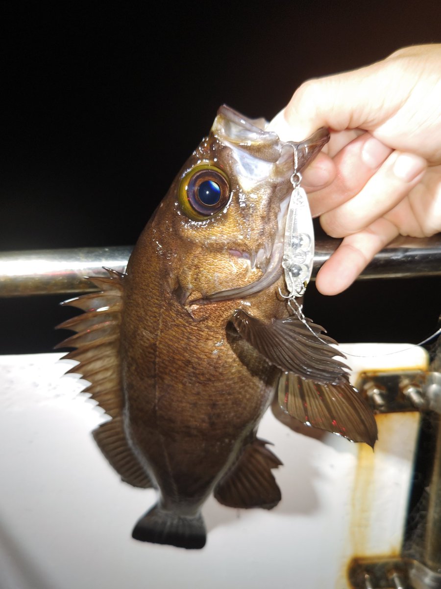 ozaki_garyu's tweet photo. 令和5年5月4日 相馬オフショア
ロッド:Voodoo78
ワーム:デザインシャッド、ワウムシャッド40
ルアー:レンジキープVRmini5g、テリア
海藻帯でメバルボコボコ!
#FIDELITY #voodoo78 #ワウム #ワウムシャッド40 #リグデザイン #デザインシャッド #OceanRuler #レンジキープVRmini #メガバス #テリア https://t.co/KSyuP8OYLF
