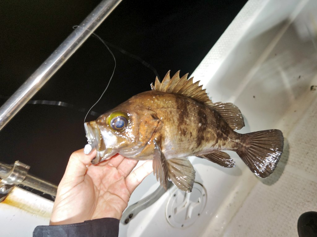 ozaki_garyu's tweet photo. 令和5年5月4日 相馬オフショア
ロッド:Voodoo78
ワーム:デザインシャッド、ワウムシャッド40
ルアー:レンジキープVRmini5g、テリア
海藻帯でメバルボコボコ!
#FIDELITY #voodoo78 #ワウム #ワウムシャッド40 #リグデザイン #デザインシャッド #OceanRuler #レンジキープVRmini #メガバス #テリア https://t.co/KSyuP8OYLF