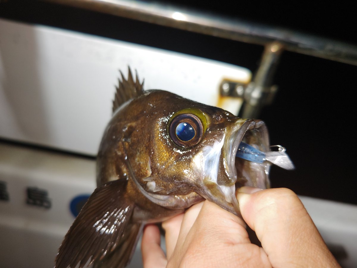 ozaki_garyu's tweet photo. 令和5年5月4日 相馬オフショア
ロッド:Voodoo78
ワーム:デザインシャッド、ワウムシャッド40
ルアー:レンジキープVRmini5g、テリア
海藻帯でメバルボコボコ!
#FIDELITY #voodoo78 #ワウム #ワウムシャッド40 #リグデザイン #デザインシャッド #OceanRuler #レンジキープVRmini #メガバス #テリア https://t.co/KSyuP8OYLF