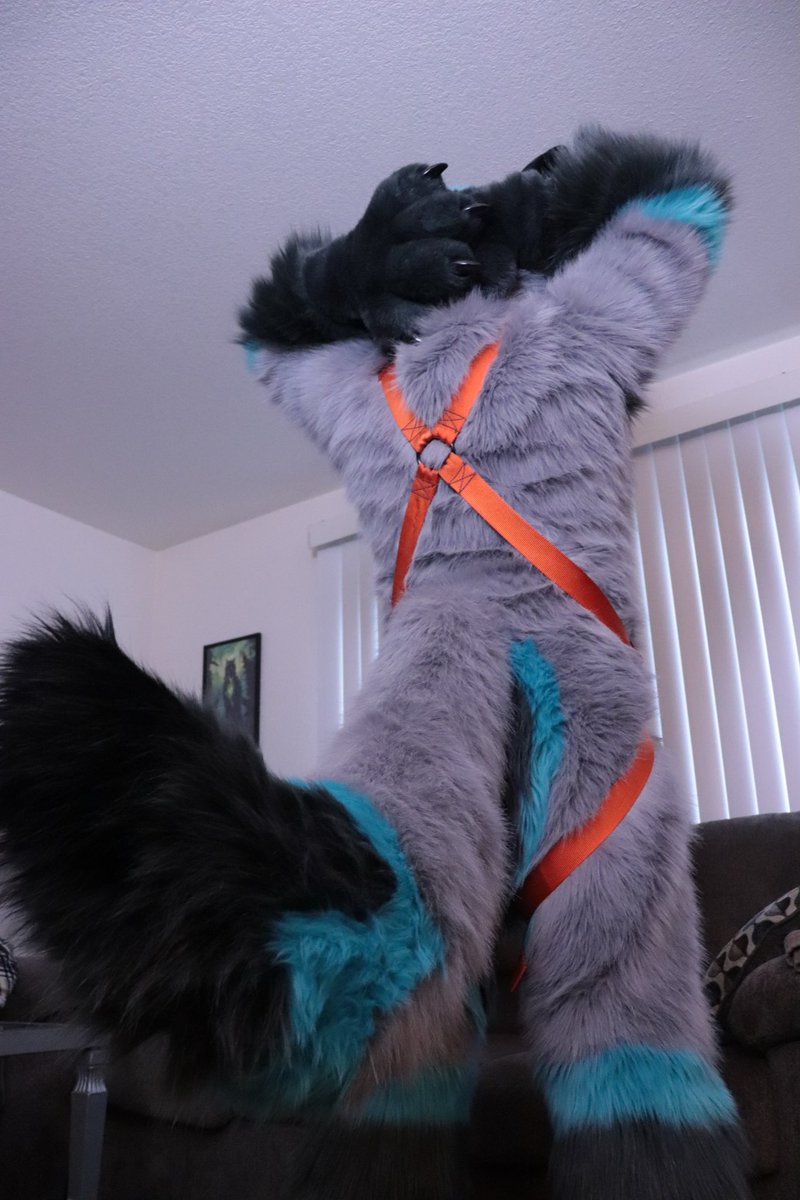 🎶 I'm, too sexy for this harness, too sexy for a collar, too sexy ya...🎶

#FursuitFriday 

📸: @Creatures30 

#furry #fursuit #fursuiter #morefurless #harness #moshthefox #rightsaidfred