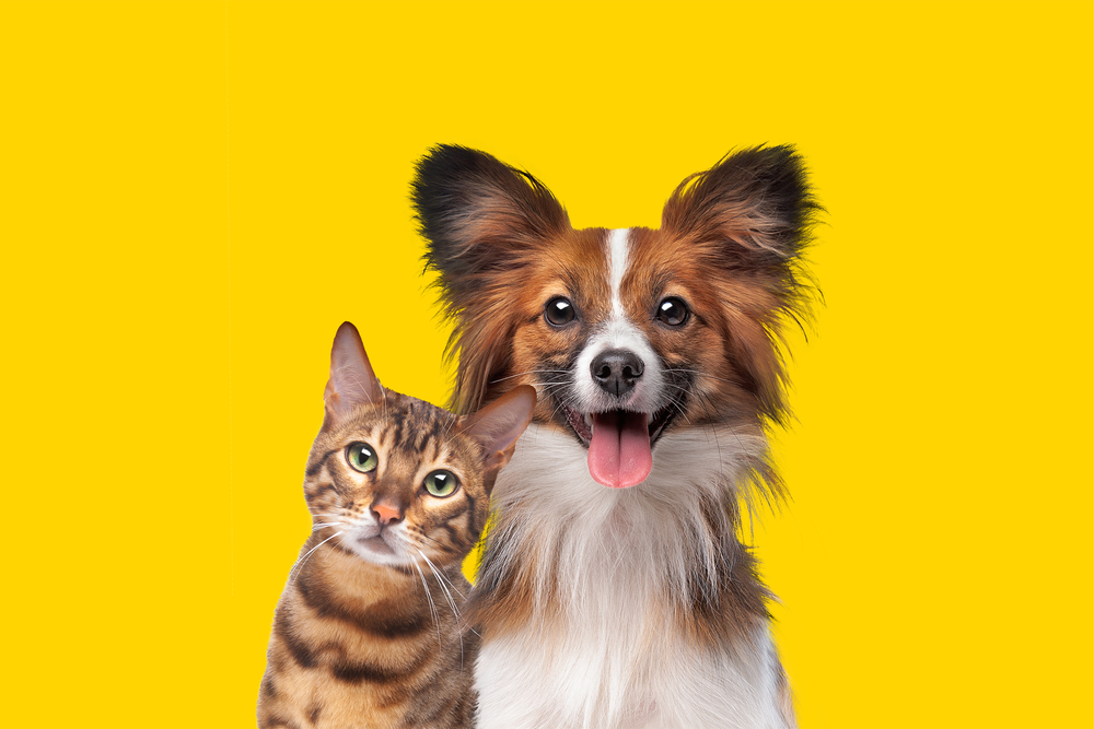 AmBarInsure's tweet photo. Join us in celebrating our love for our furry friends during National Pet Month! #mayispetmonth #petinsurance

https://t.co/58M5k0adsY https://t.co/4hGzt20Tx1