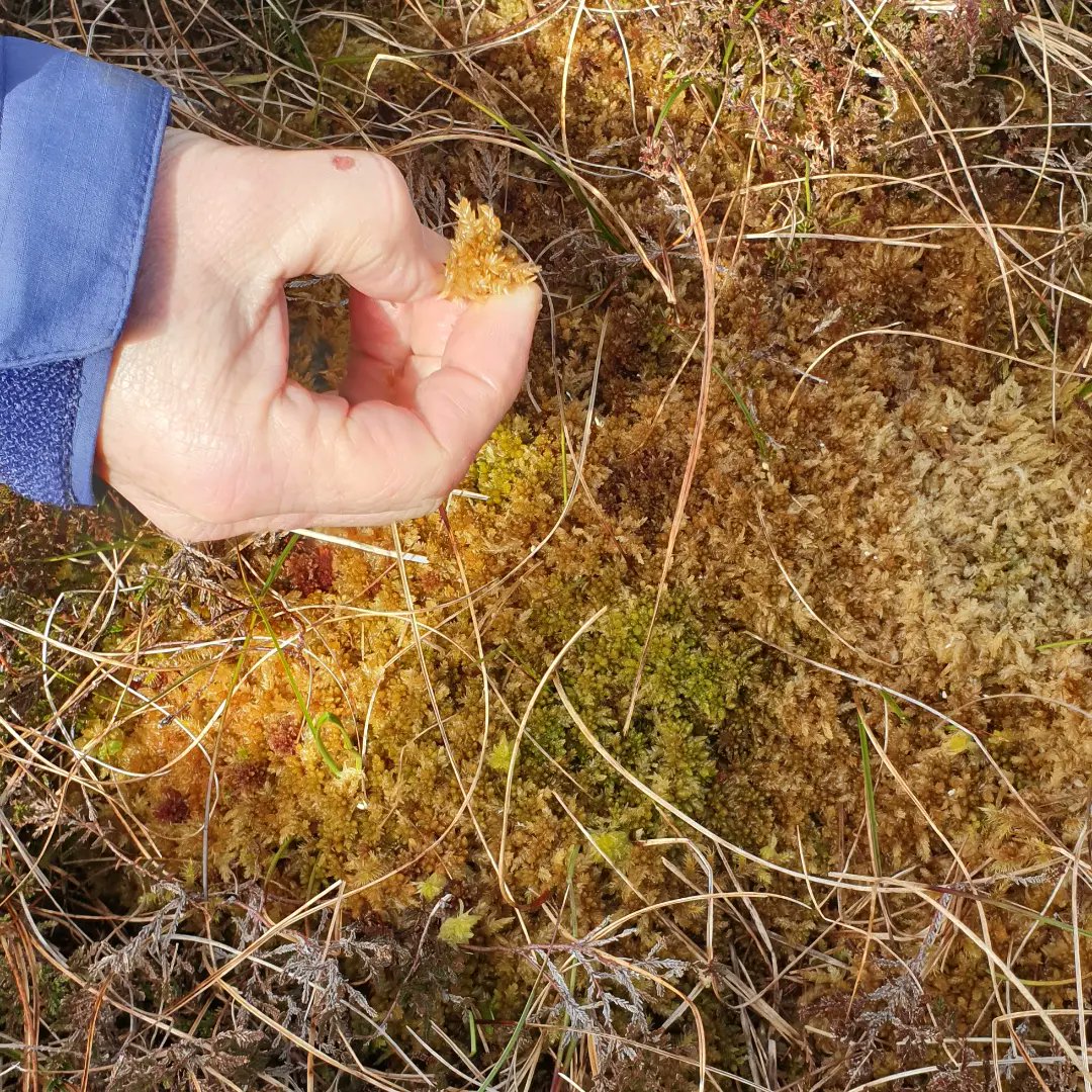 FraxinusExcel7's tweet photo. Very excited to have started as Peatland ACTION officer for the Shetland Amenity Trust 😊 Having peatland in good condition is vital to the climate, as it stores more than twice the carbon than all the world's forests combined, despite only covering 3% of the world's surface!🌍 https://t.co/3czPKWvlsc