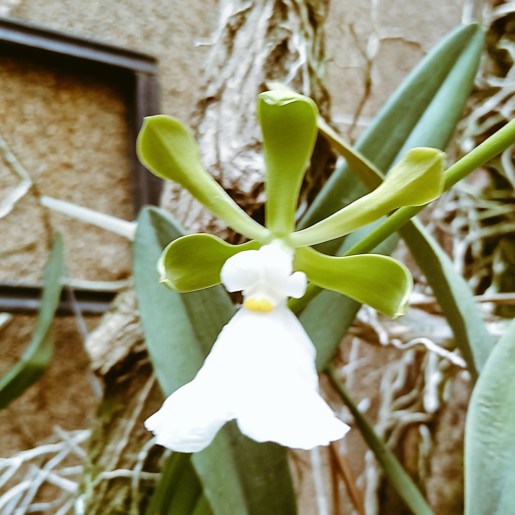 orquibor's tweet photo. Floración de la Encyclia cordigera alba. Cultivo de Cesar Fernández y foto de Ivan Márquez. San Cristóbal. Táchira. #orchid #flowers.
زَهْرَةُ الْأَوَرْكِيد#
#兰花 #orhideja #orchidej #orkidé #orchidee #orkidea #orchidée #Orchidee #ορχιδέα
#orchidea #ラン #난초 #orkidé https://t.co/8FSELb1LMJ