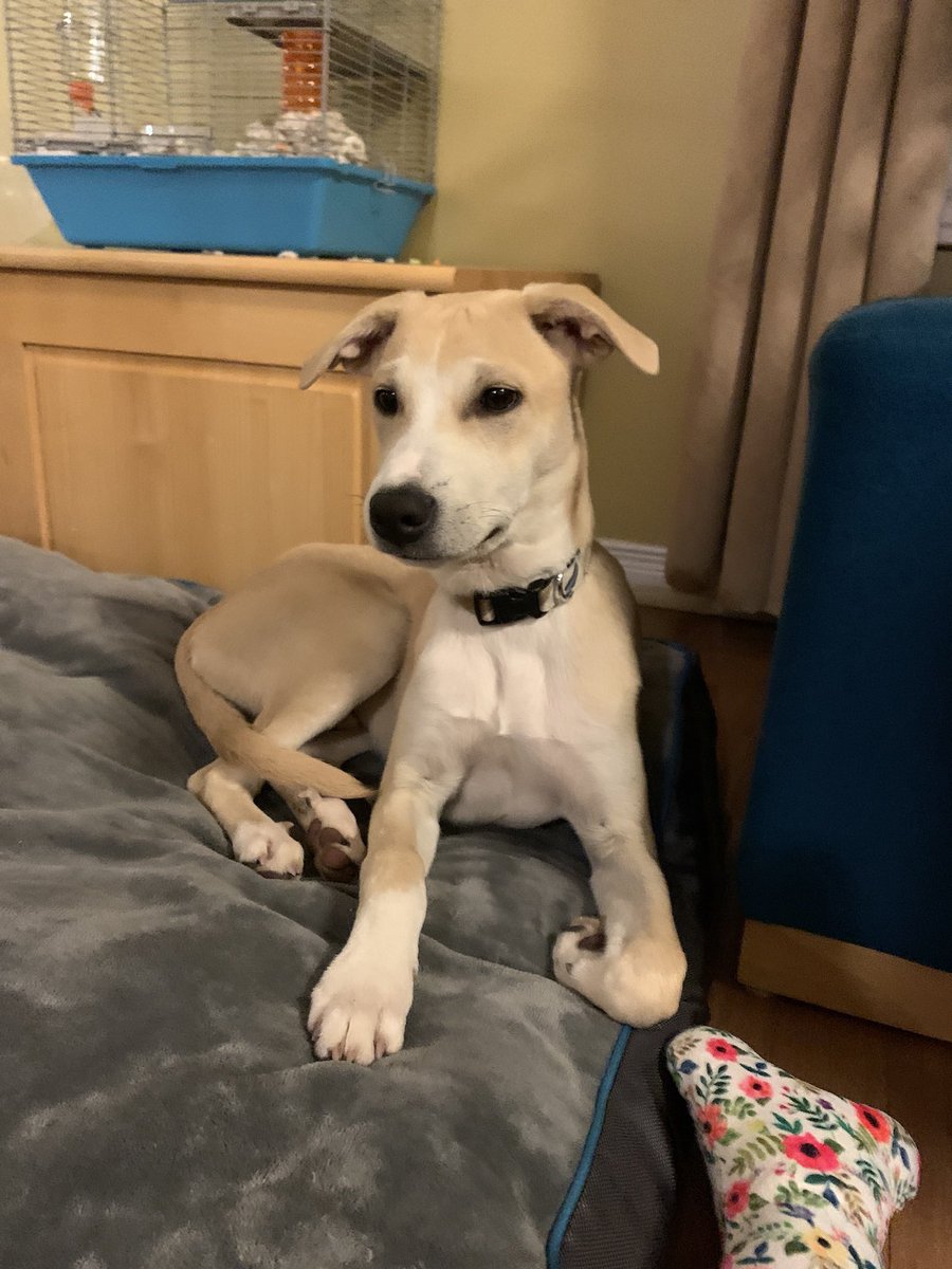 In honour of tropical day today at @StMartinOCSB, the Harcoffs welcomed our second potcake “island dog” to the family last night. Meet Gus! He comes all the way from Barbados! @saveapotcake @TimHarcoff