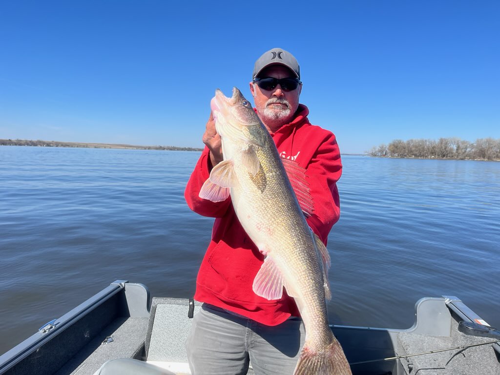 KeithdeanOlson2's tweet photo. First fish of the year 27 inch big stone walleye! https://t.co/KAUaL3EsWa