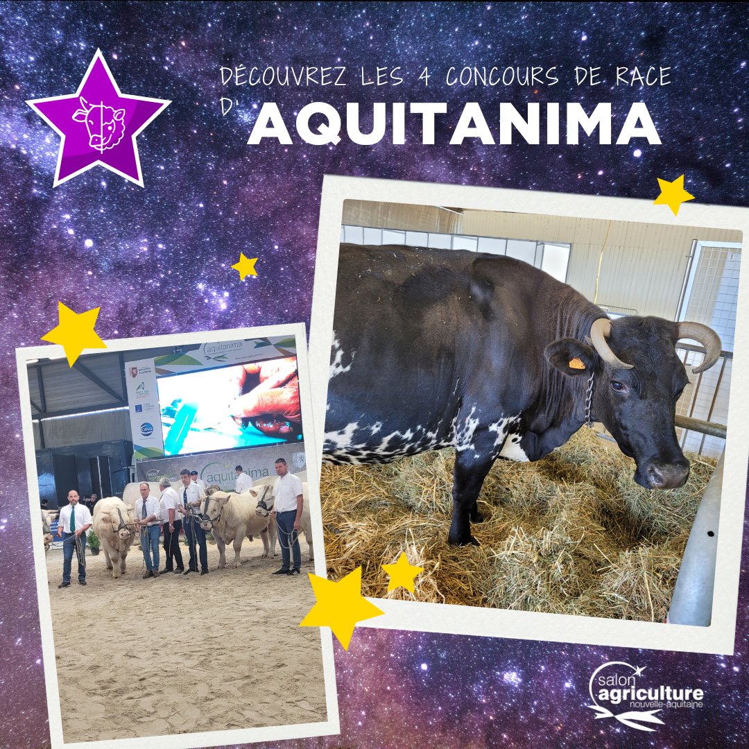 Agri_Aquitaine's tweet photo. Rendez-vous sur le ring central pour assister aux 4 concours disputés par les races : Blonde, Limousine, Bazadaise et Prim’Holstein 🐮

Prêt à en prendre plein les yeux ?
👉https://t.co/XlQvdXnNim https://t.co/1jFGQEIwRY