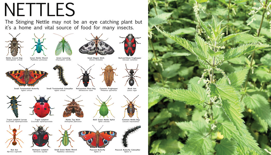 Marian Hill (@hill_marian) on Twitter photo As well as participating in #NoMowMay by letting your grass grow, how about nurturing some nettles? They are a vital food source for a host of insects! #naturegarden #uranwildlife #nomow <a href="/Bathscape/">Bathscape</a> <a href="/avonwt/">Avon Wildlife Trust</a> <a href="/FestofNature/">Festival of Nature</a> As well as participating in #NoMowMay by letting your grass grow, how about nurturing some nettles? They are a vital food source for a host of insects! #naturegarden #uranwildlife #nomow <a href="/Bathscape/">Bathscape</a> <a href="/avonwt/">Avon Wildlife Trust</a> <a href="/FestofNature/">Festival of Nature</a>