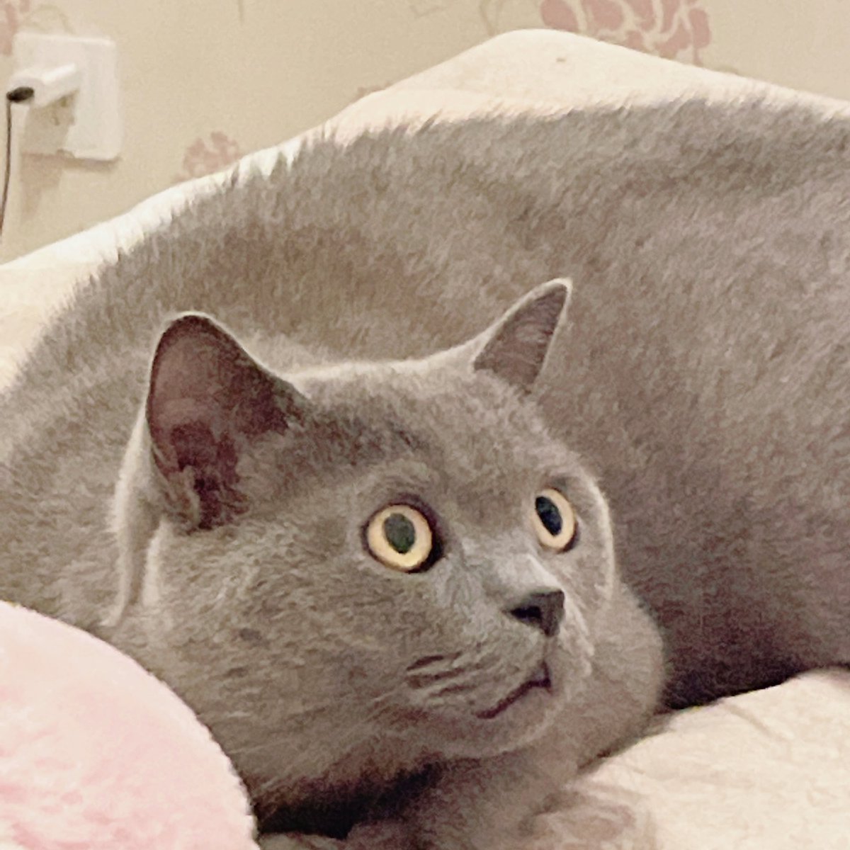 震惊猫猫一整天 https://t.co/s6scyy2zgC