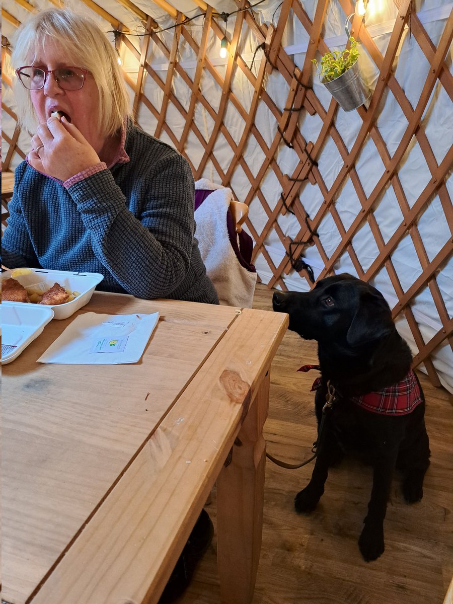 FurbabyPrince's tweet photo. Furpals, we have been to #Alvieforestfood #Dalraddy me #leothelab , @VICTORDOG1, and #furbro #Jackster we sat in the big #yurt like good #furbabies and did morsel tasting 👍👍 https://t.co/NlIX1cP3zw