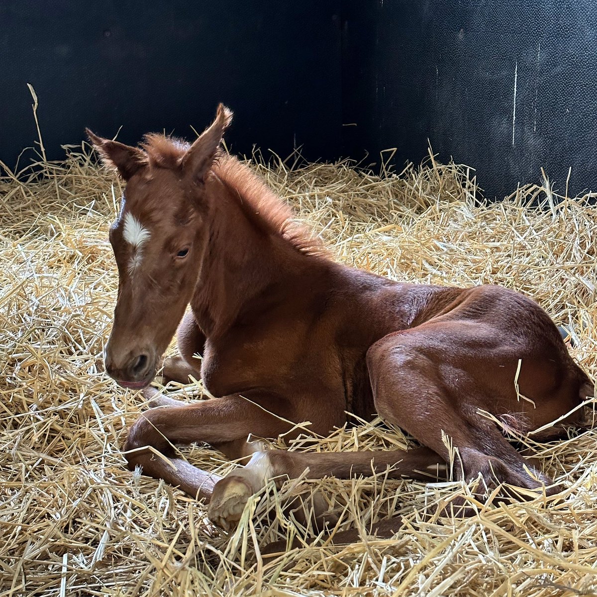 #SongHillThoroughbreds welcomed a filly this special #foalfriday, just in time for the #KentuckyOaks! #girlpower #NYbred @nytbreeders