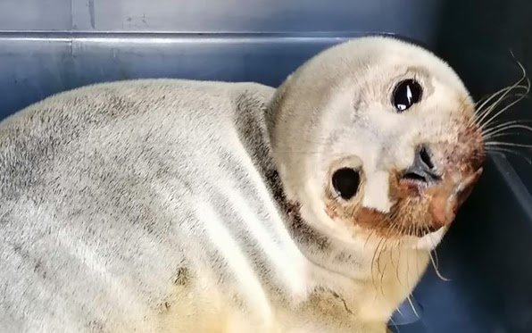 Jamiebojko's tweet photo. A deadly disease is killing seal pups!

Our team are developing rapid tests (like at-home #COVID tests) - detect infection on the beach, avoid infection in rehab centres, protect pups.

Please RT and support us - save the seals!

https://t.co/xS5Z9RNfX2

https://t.co/F5xjs92obu https://t.co/b9c5uIH297