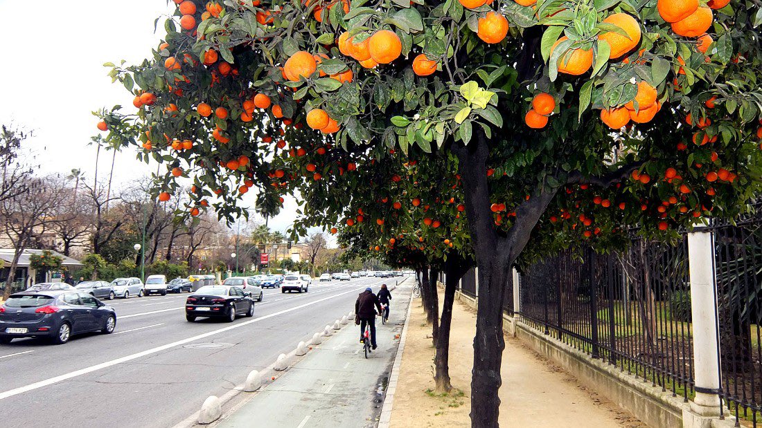 jcniyomugabo's tweet photo. Why we should plant various fruit trees 🌳 on city sidewalks of Kigali so that everyone including the homeless could eat fruits 🍎 all year? 

Planting fruit trees on city sidewalks can be a powerful way to increase food access for all residents, including those who are homeless. 

By planting a variety of fruit trees, we can ensure a diverse and healthy diet for those who might not have access to fresh produce.
Not only do fruit trees provide food, but they also offer numerous other benefits to cities. 

They can help combat the urban heat  effect, improve air quality, and provide shade and habitat for birds and other wildlife.
In addition, fruit trees can help build community. 

When residents come together to plant and care for trees like in Umuganda , they can form bonds and strengthen their connection to their neighborhood. And when the fruit is ready to be harvested, it can be a shared resource that brings people together.

There are already some great examples of cities that have implemented fruit tree planting programs on their sidewalks, such as Seattle's "City Fruit" program and Los Angeles' "Food Forest" initiative. 

These programs have not only increased food access, but also helped build stronger, more resilient communities.

Of course, there are some challenges to planting fruit trees on city sidewalks, such as ensuring that the trees are well-maintained and that the fruit is safe to eat. 

But with careful planning and community involvement, these challenges can be overcome.

Overall, planting fruit trees on city sidewalks can be an important step towards creating more equitable and sustainable cities. 

By providing fresh, healthy food to all residents, we can help ensure that everyone has the opportunity to thrive.

What is your opinion? Share in the comment.

📸: Google