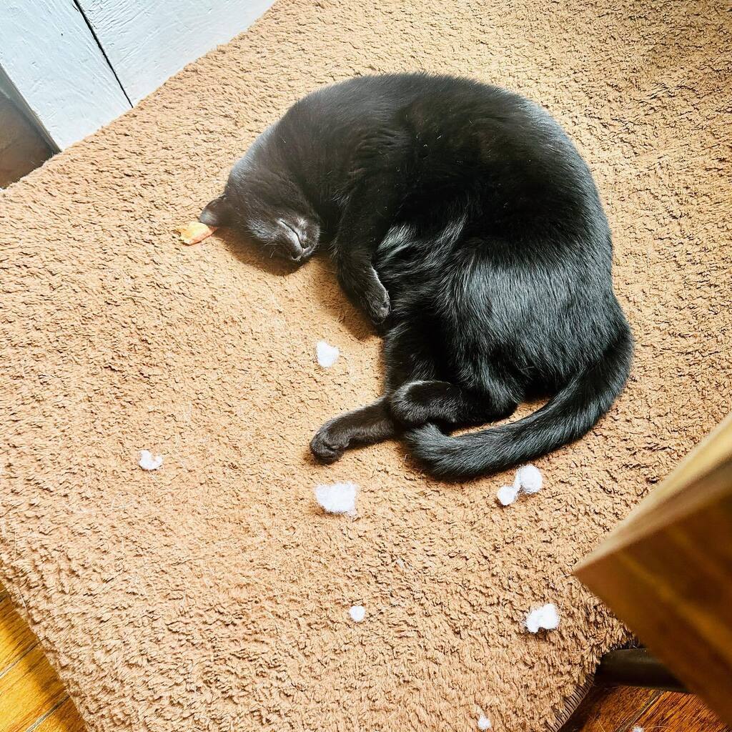 nicki_van's tweet photo. Sleepy Cricket. As far as I know, she did not contribute to the chaos of destruction surrounding her, but it looks like she’s exhausted from going crazy on some toys. 😂 #adoptdontshop https://t.co/aZ5BlrN9cL https://t.co/6zW1I0C6Q3