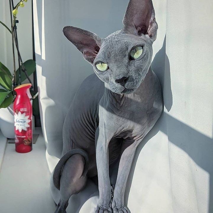 Real beauty, just look at those eyes @sphynxgone

#hairlesscats #bambinokitten #nakedcats #bambinocat #sphynxunlimited #nakedcat #sphynxofinstagram #sphynxswag #sphynxfeature