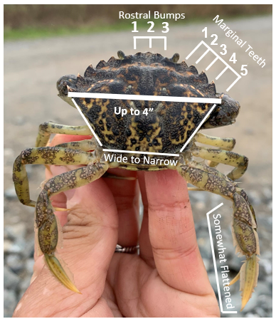 WSUMetroCenter's tweet photo. A new program will enable anyone who walks the shorelines of Puget Sound to identify one of Washington state’s most concerning invasive species: European green crab.
 
In response to this shore crab’s booming population, @WSUExtension  and @WASeaGrant developed Molt Search https://t.co/K6lwIuQVdP