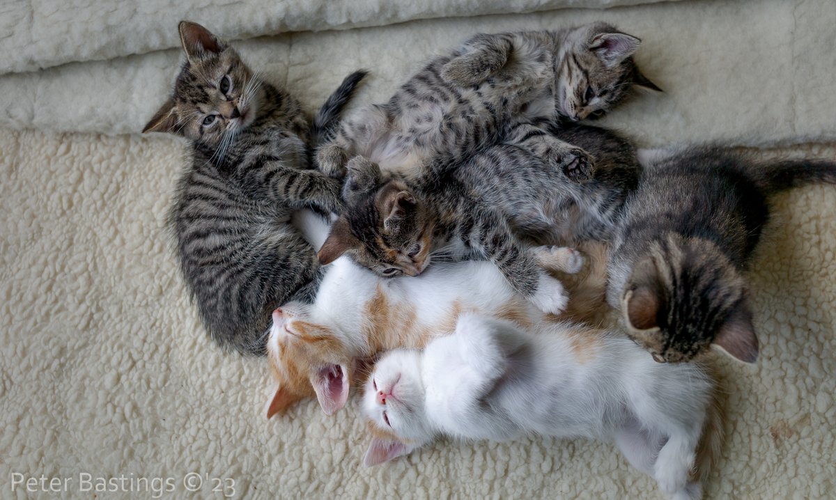 pbeter's tweet image. Huize weltevree