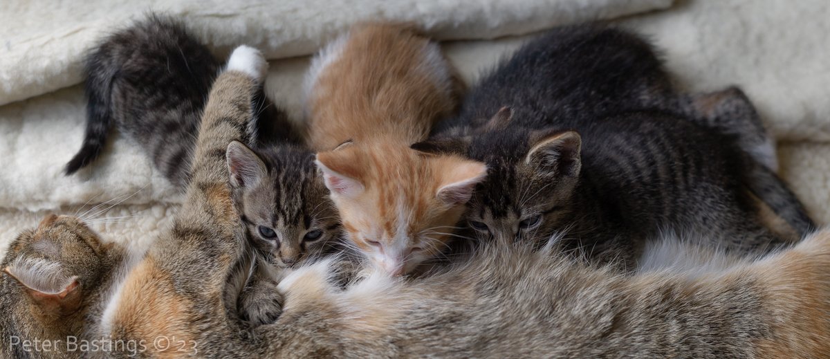 pbeter's tweet image. Huize weltevree