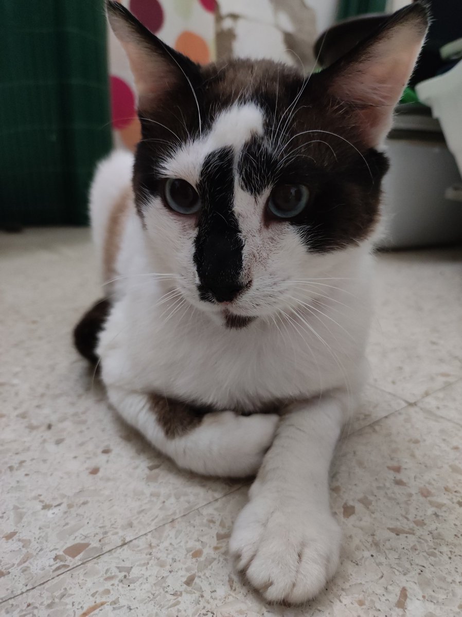 HopeFelino's tweet photo. Nuestro Audric hermoso, cada día confía mas en nosotros y ya casi no se asusta cuando lo acariciamos😻😻😻 #Audric #gato #oldman #catlover #Huelva https://t.co/OLFhskPCMC