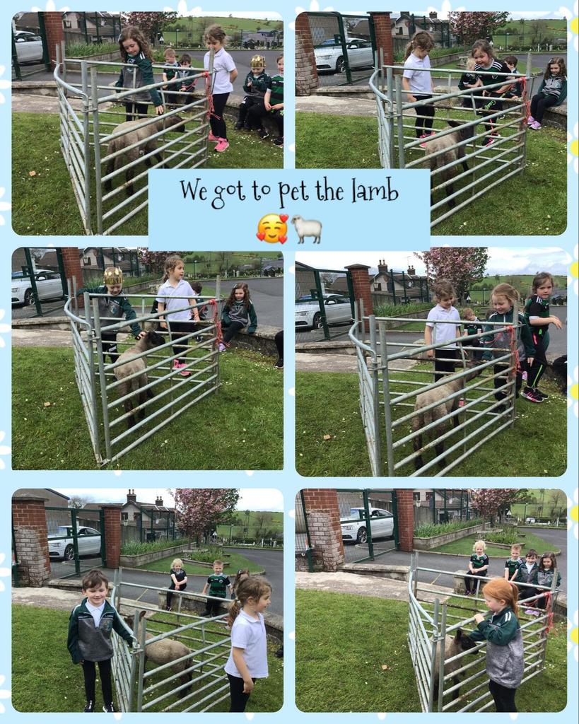 StFinnis's tweet photo. Our Reception/P1 pupils are working hard to develop their talking and listening skills with their Show and Tell. Sorcha brought in her friend Katie to meet the girls and boys!!! Everyone agreed it was fa-baaa-ulous!!! https://t.co/nfKSYfJxWu
