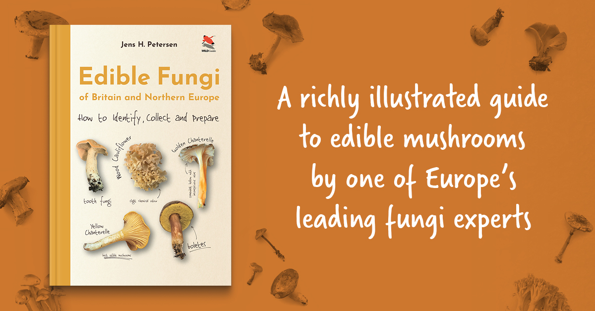 PrincetonNature's tweet photo. #ForagingFriday is here! If you live in Britain or Northern Europe, get the new Edible Fungi field guide and set out to discover what's available in your region. Out now in hardcover or ebook for easy portability! https://t.co/6rRTG98HKK #FungiFriday #fungi #TwiterNatureCommunity https://t.co/DcMjZqVn85