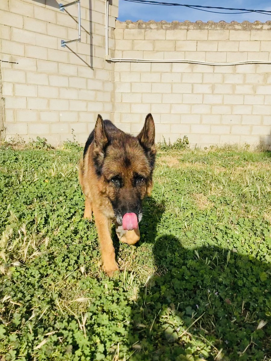 refugioescuela's tweet image. #TANKE 
 
Gordi ha recuperado la energía y la juventud. En el estado que venía y el estado en que está ahora, parece mentira. Hemos descubierto que le encanta jugar a la pelota, tomar el sol, frotarse en el césped 👏🏼

👩🏻‍💻elrefugioescuela.com/tanke-nuestro-… 

✉️adopciones@elrefugioescuela.com