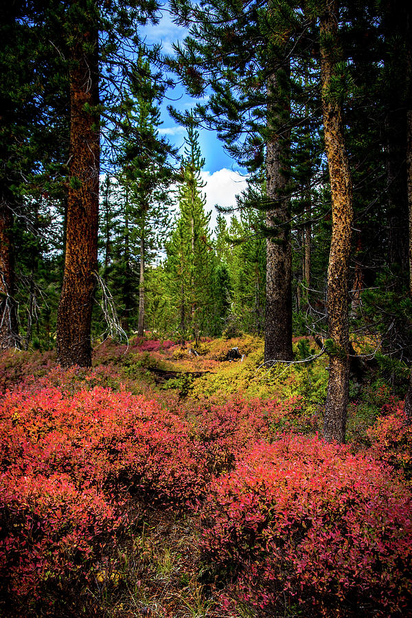 TerryMair's tweet photo. The Forest Primeval. Uinta Mountains, Utah.
Order yours today; https://t.co/r2GHZSBIqc
#BuyIntoArt #Wallart #Uintamountains #Utah #Autumnfall #Mancave #Mancaveideas #NorthernUtah #Interiordecor #interiordesigners #UtahMountains #Mountainlife https://t.co/CM8JVAX8XV