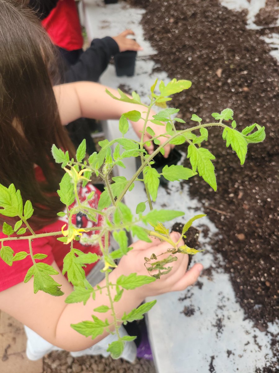 KristiMeyersSC's tweet photo. Our first graders had so much fun learning about the life cycle of a plant, making salads, building worm homes, and planting tomatoes at the Teaching Museum!! @ManningOaksFCS https://t.co/SELkedHr1M