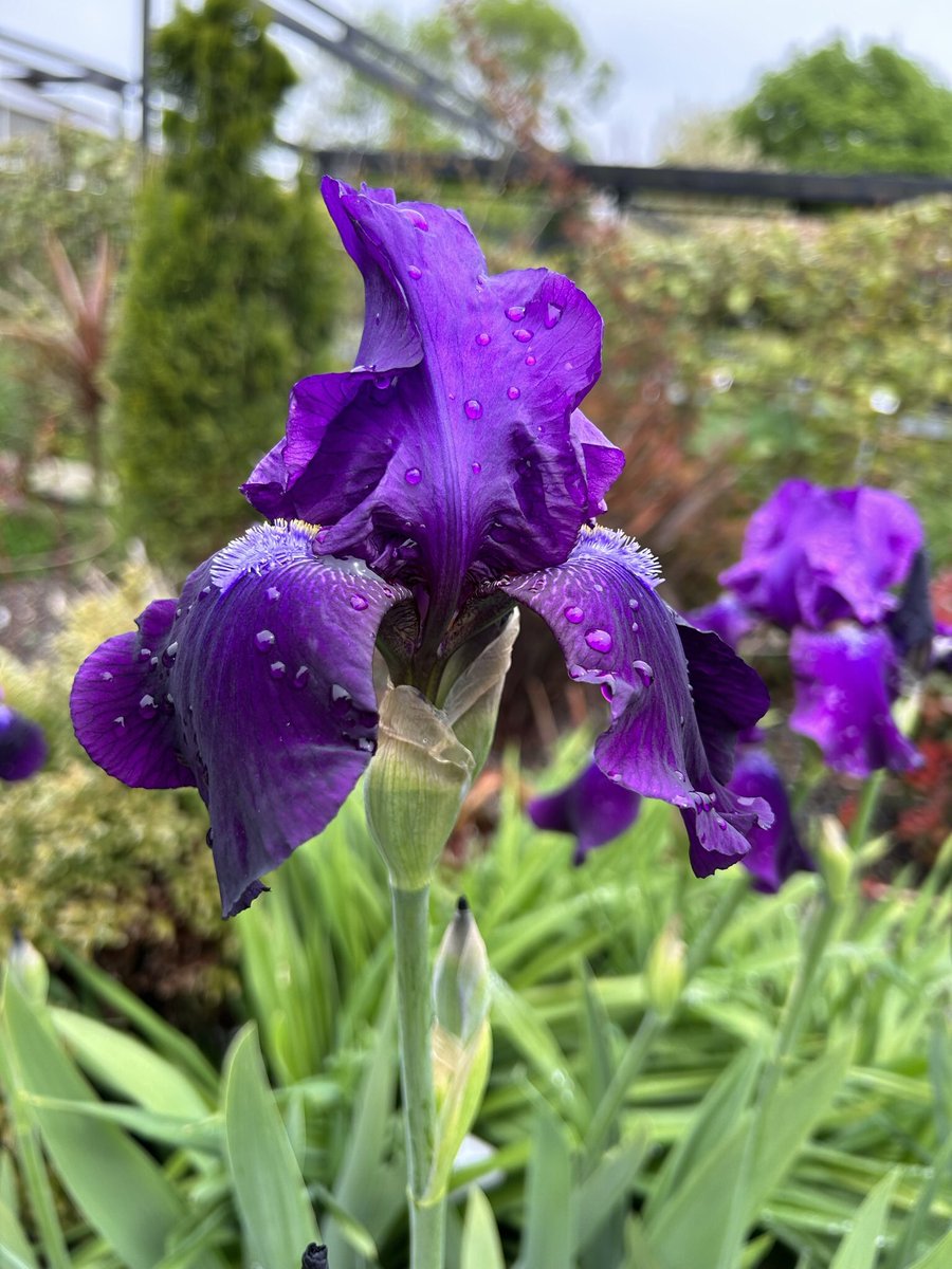 ayioynatiyorum's tweet photo. Yumrulu İrislerin zamanı geldi, yakında hangi renkleri çıkacak birlikte göreceğiz. #iris #susen #irisgermanica https://t.co/0ucTfylBzR
