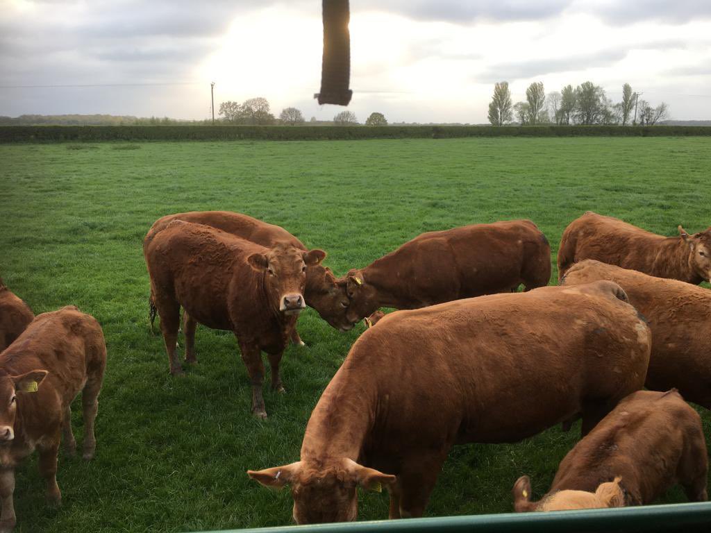 GrasslandsFarm's tweet image. Not only did we have @Tockwithcofe to visit us yesterday we had Rufforth WI to see us too, we looked at different enterprises on farm and finished with tea and cake 🍰 🐮 🚜