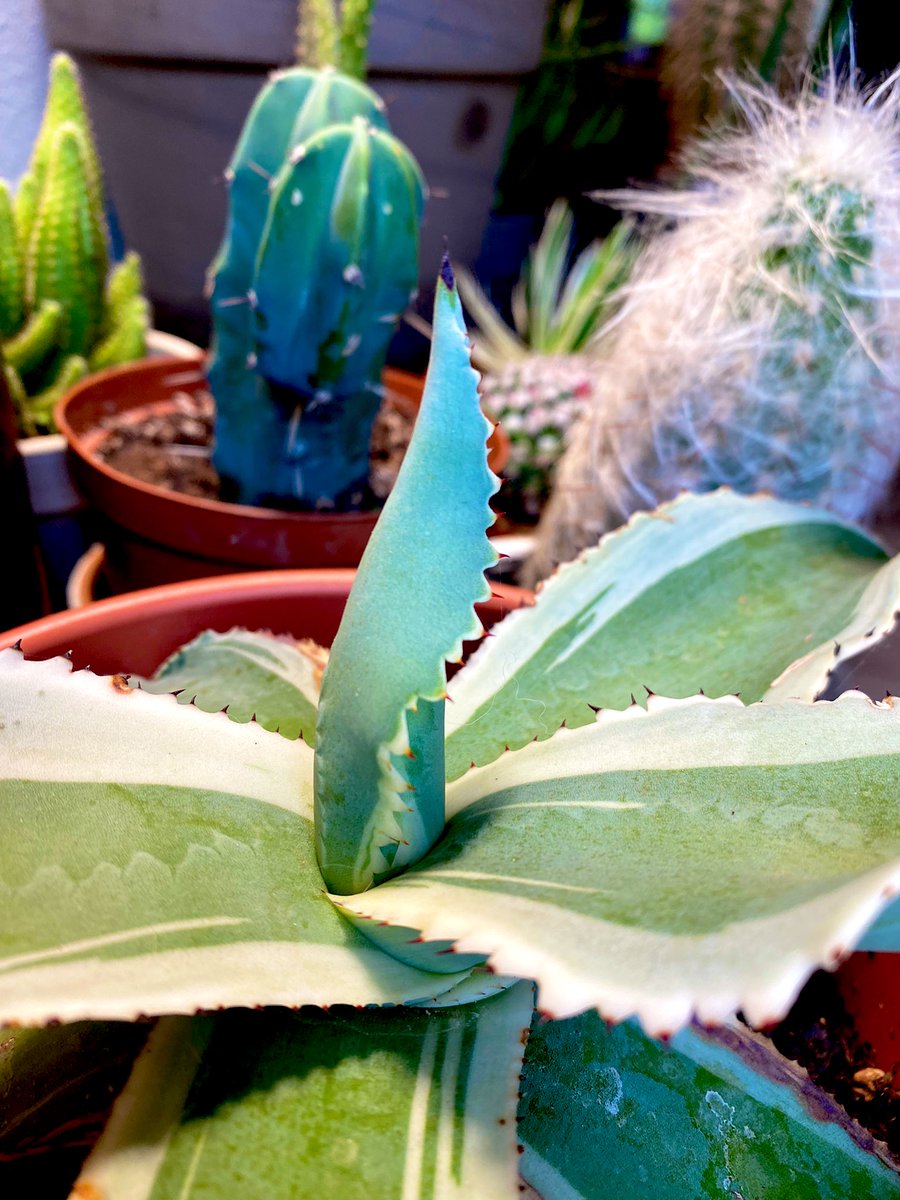 AlisonAtwell's tweet photo. This Agave gypsophila (“ivory curls”) has been trying to unfurl this leaf since well before I bought it in December. “Century plant,” indeed.
#houseplants #succulents #cacti #leafwatch https://t.co/6PAf2xcVmd