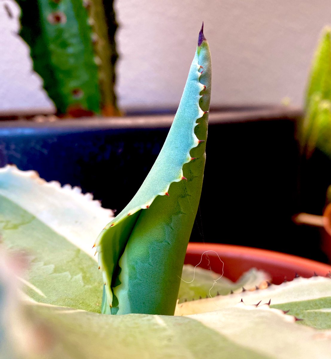 AlisonAtwell's tweet photo. This Agave gypsophila (“ivory curls”) has been trying to unfurl this leaf since well before I bought it in December. “Century plant,” indeed.
#houseplants #succulents #cacti #leafwatch https://t.co/6PAf2xcVmd
