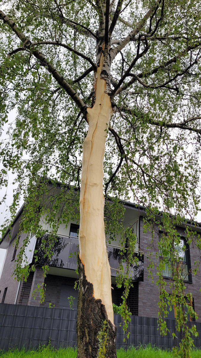 ___Helix___'s tweet photo. @ColoredPancake @oeyni Hier ist ein Blitz in einen Baum eingeschlagen und hat ihn geschält.  😯 https://t.co/mtwkzqgxCf