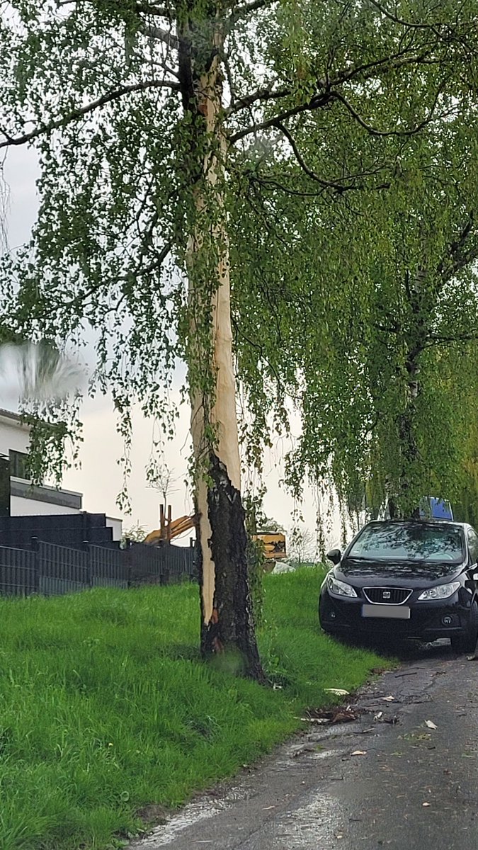 ___Helix___'s tweet photo. @ColoredPancake @oeyni Hier ist ein Blitz in einen Baum eingeschlagen und hat ihn geschält.  😯 https://t.co/mtwkzqgxCf