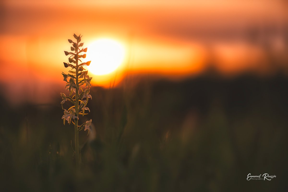 Manphotto's tweet photo. @vineyardwarrior Greater butterfly-orchid.
#orchid #sunset #photographylovers #flowersonfriday #editingfun #flower #getoutside #macro #PhotographyIsArt https://t.co/damxYIUEnM