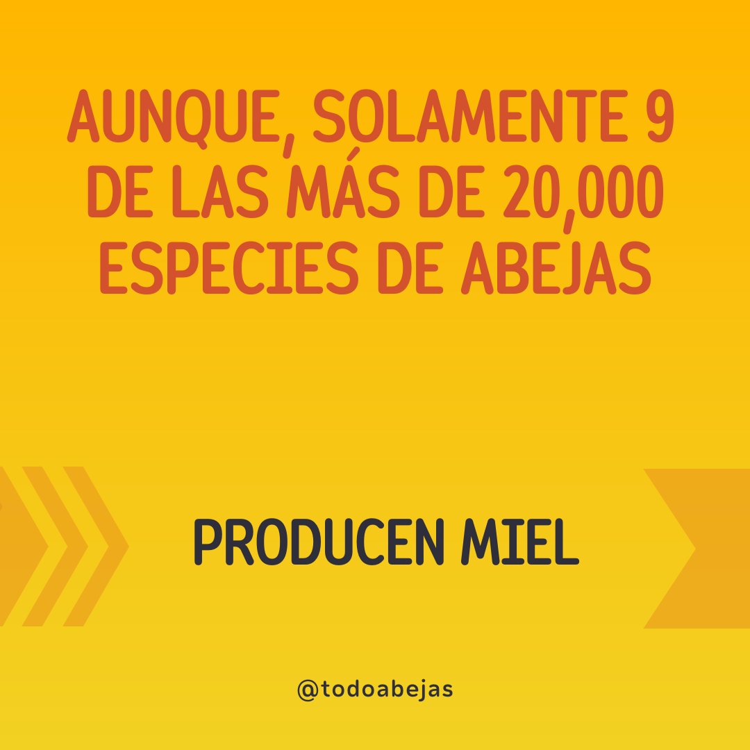 Además, una abeja hace de 10 a 15 viajes de recolección por día, y visita hasta 100 flores durante un viaje. 💛🐝
.⁣⁣⁣⁣
.⁣⁣⁣⁣⁣
.⁣⁣⁣⁣
#todoabejas #apicultura #apicultor #apiculturaperu #apiario #materialesapicolas #productoaapicolas #miel #bees #abejas #apis #abeja